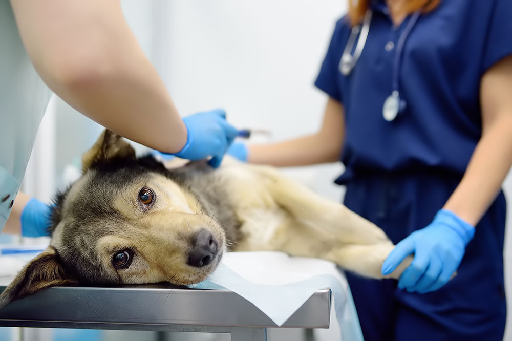 Veterinary doctors examining puppy