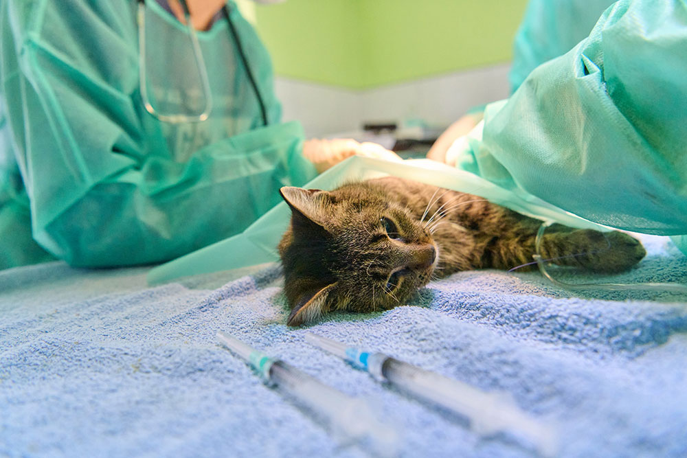 Veterinary surgeon operating on a cat