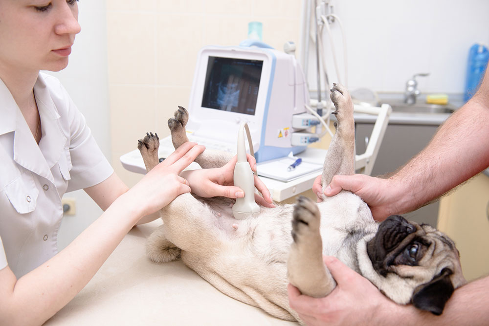 Dog receiving ultrasound